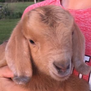 Meet your Posher, Alicia